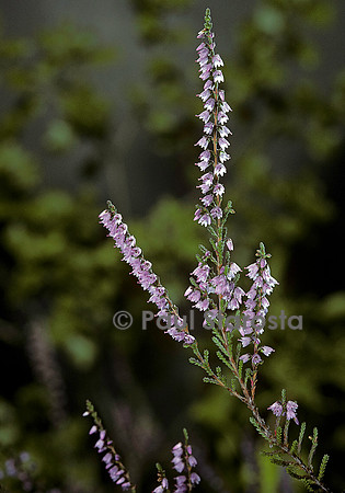Calluna vulgaris (bruyère)