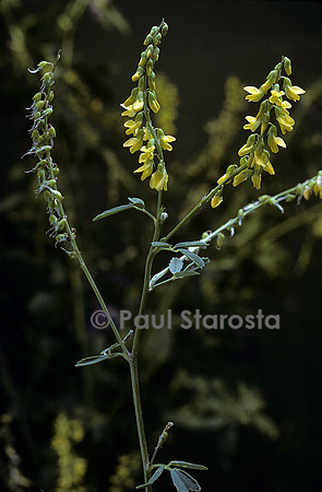 Melilotus officinalis (mélilot)