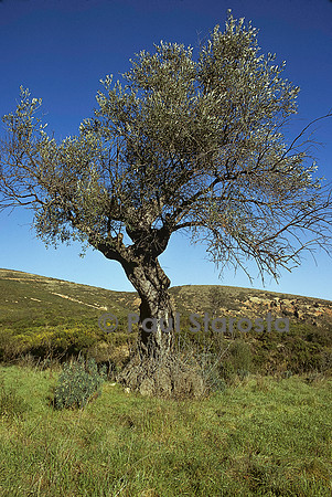 Olea europaea (olivier)