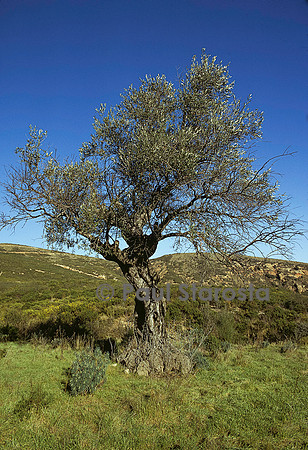 Olea europaea (olivier)