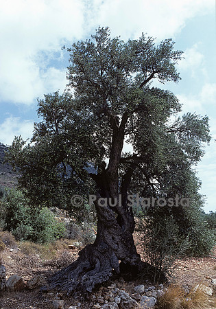 Olea europaea (olivier)