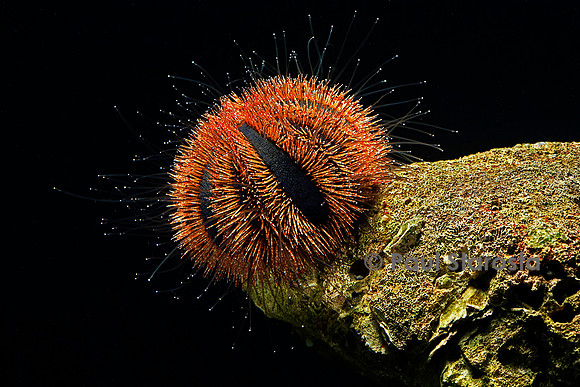 Mespilla globulus (oursin grimpeur)