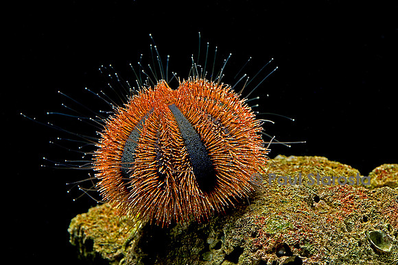 Mespilia globulus (oursin grimpeur)
