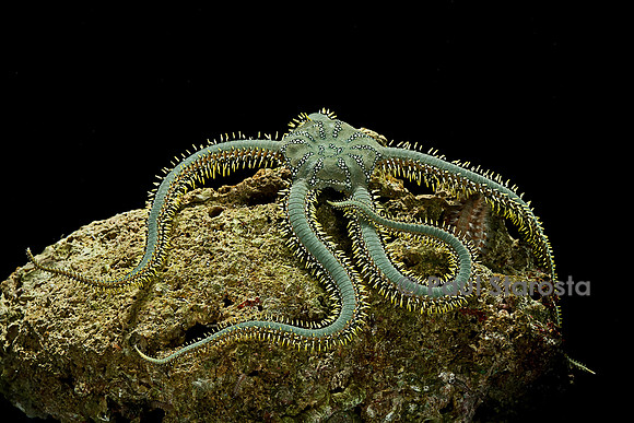 Ophiarachna incrassata (ophiure verte)