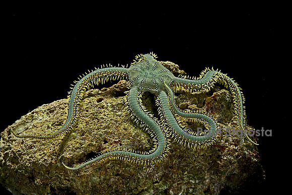 Ophiarachna incrassata (ophiure verte)