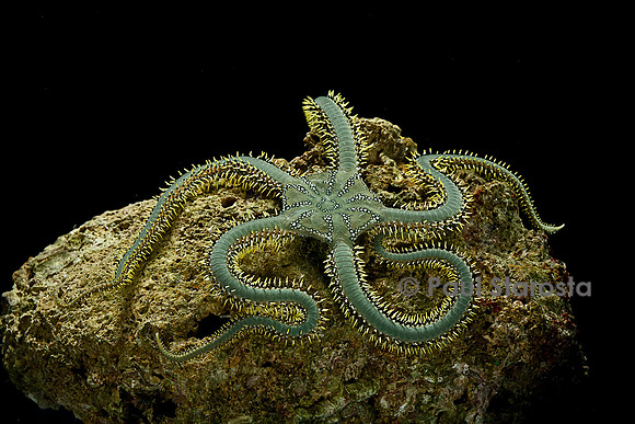Ophiarachna incrassata (ophiure verte)