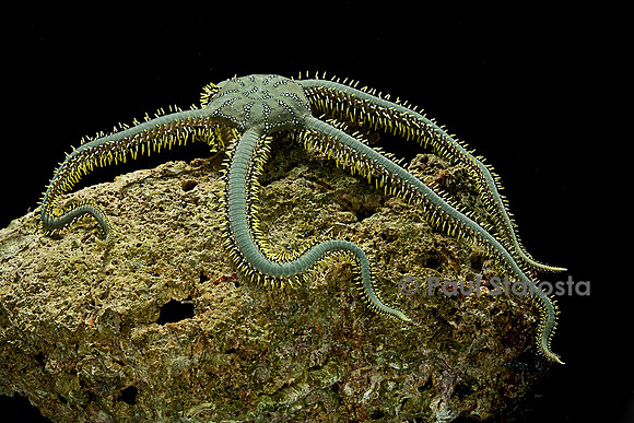 Ophiarachna incrassata (ophiure verte)