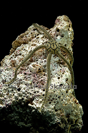 Ophioderma sp. (ophiure)