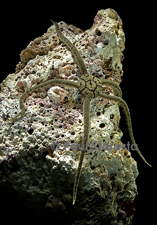 Ophioderma sp. (ophiure)