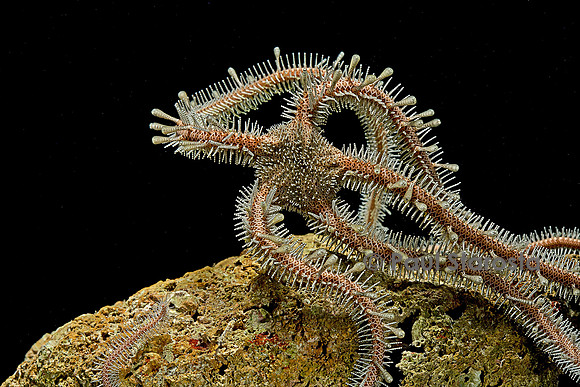 Ophiomastix annulosa (ophiure)