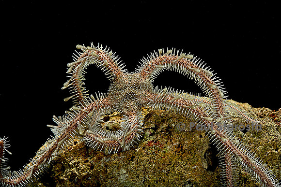 Ophiomastix annulosa (ophiure)