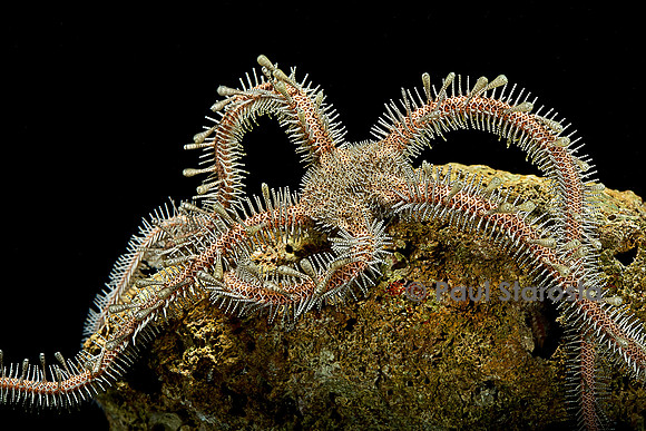 Ophiomastix annulosa (ophiure)