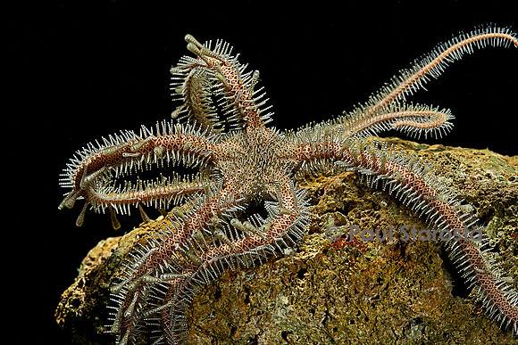 Ophiomastix annulosa (ophiure)