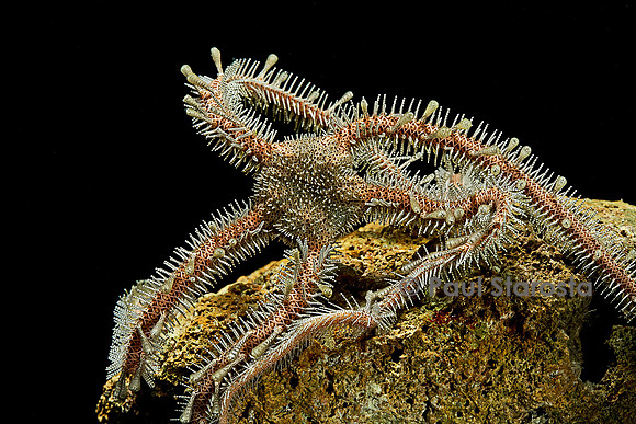 Ophiomastix annulosa (ophiure)