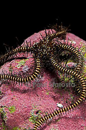 Ophiomastix janualis (ophiure)
