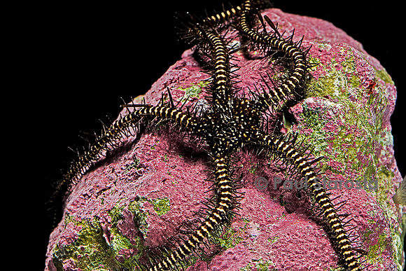 Ophiomastix janualis (ophiure)