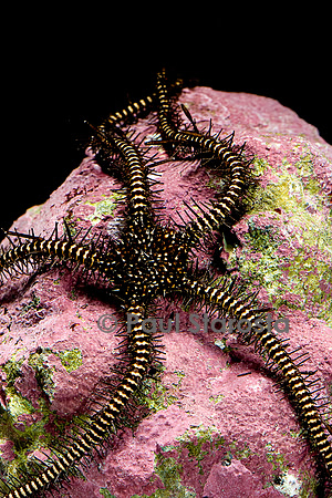 Ophiomastix janualis (ophiure)