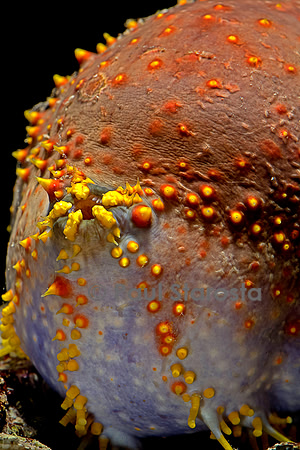 Pseudocolochirus violaceus (holothurie ou concombre de mer)