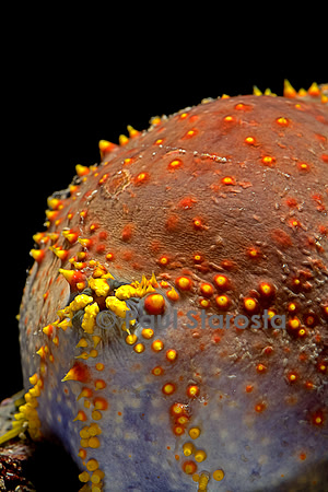 Pseudocolochirus violaceus (holothurie ou concombre de mer)