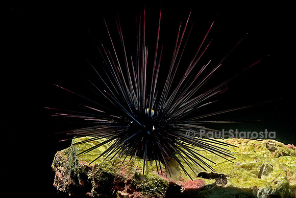 Diadema setosum (oursin diadème)