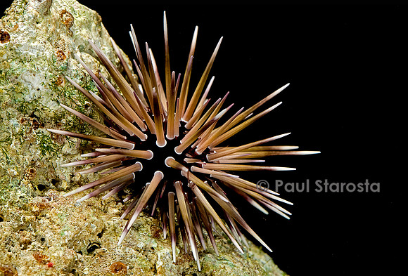Echinometra mathaei (oursin perforant)