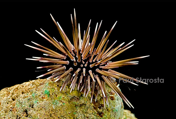 Echinometra mathaei (oursin perforant)