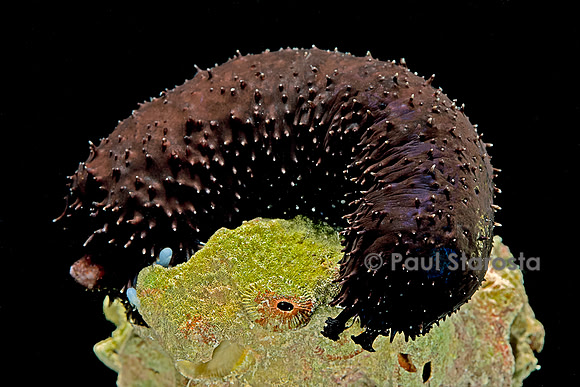 Holothuria atra (holothurie ou concombre de mer)