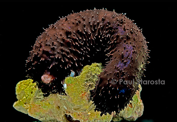 Holothuria atra (holothurie ou concombre de mer)