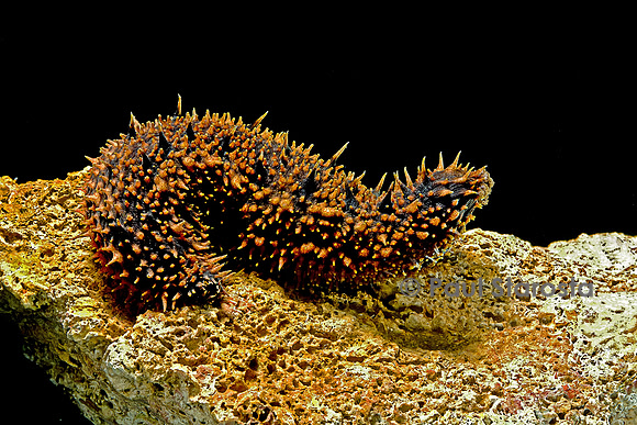 Holothuria hilla (holothurie ou concombre de mer)