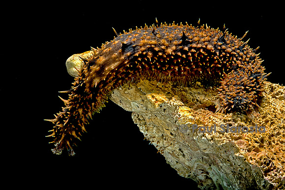 Holothuria hilla (holothurie ou concombre de mer)