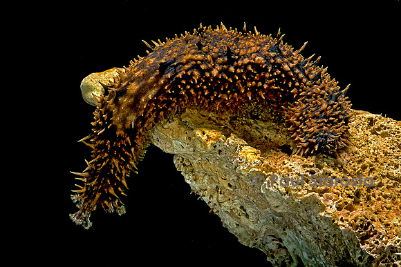 Holothuria hilla (holothurie ou concombre de mer)