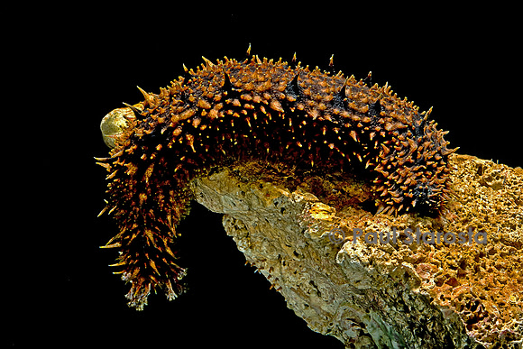 Holothuria hilla (holothurie ou concombre de mer)
