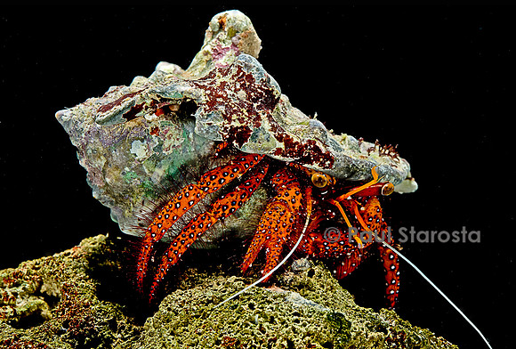 Dardanus megistos (bernard-l'hermite)
