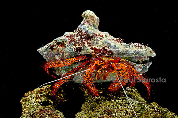 Dardanus megistos (bernard-l'hermite)