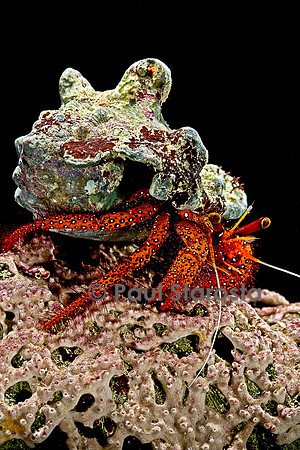 Dardanus megistos (bernard-l'hermite)