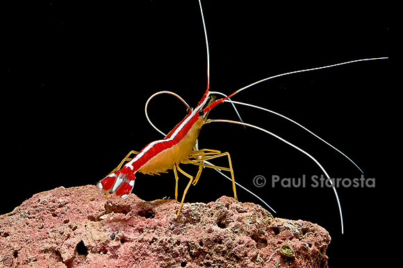 Lysmata amboinensis (crevette barbier d'amboine)