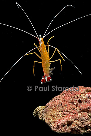 Lysmata amboinensis (crevette barbier d'amboine)