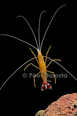 Lysmata amboinensis (crevette barbier d'amboine)