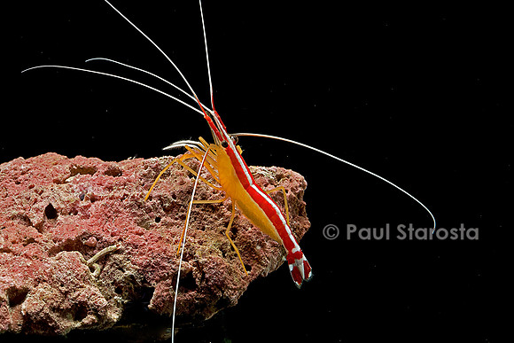 Lysmata amboinensis (crevette barbier d'amboine)