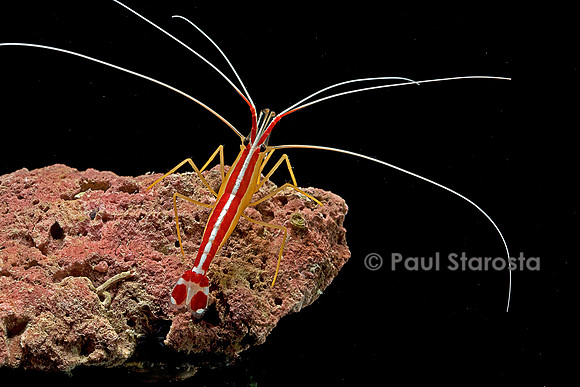 Lysmata amboinensis (crevette barbier d'amboine)