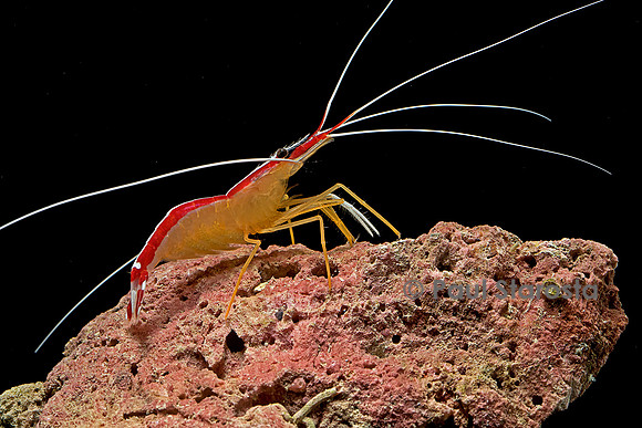 Lysmata amboinensis (crevette barbier d'amboine)