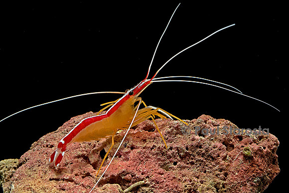 Lysmata amboinensis (crevette barbier d'amboine)