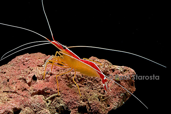 Lysmata amboinensis (crevette barbier d'amboine)
