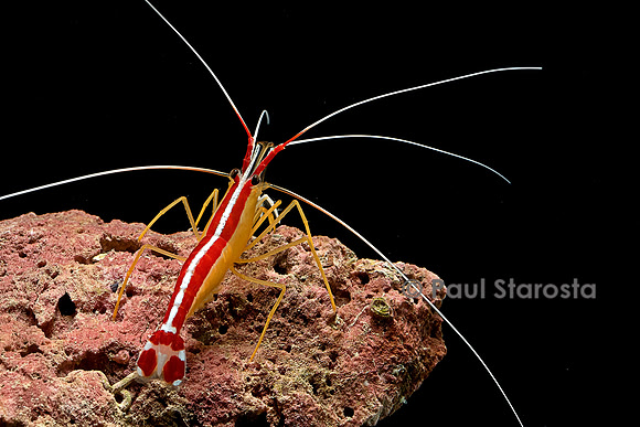 Lysmata amboinensis (crevette barbier d'amboine)