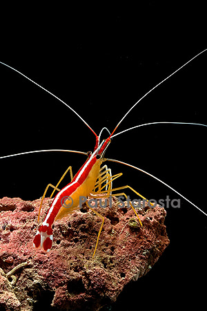 Lysmata amboinensis (crevette barbier d'amboine)
