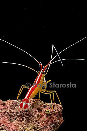 Lysmata amboinensis (crevette barbier d'amboine)