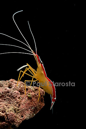 Lysmata amboinensis (crevette barbier d'amboine)