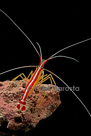 Lysmata amboinensis (crevette barbier d'amboine)