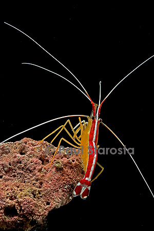 Lysmata amboinensis (crevette barbier d'amboine)