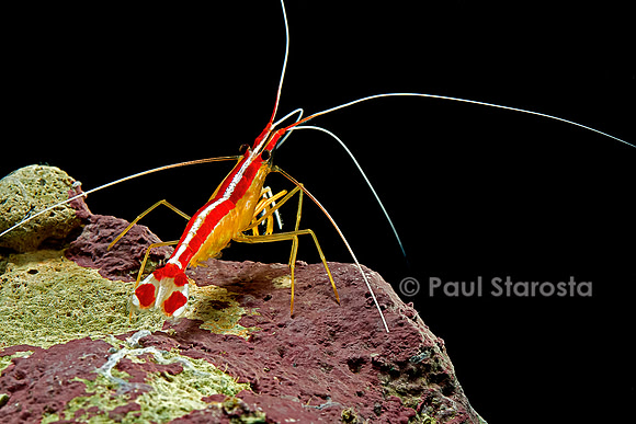 Lysmata amboinensis (crevette barbier d'amboine)